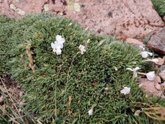 Phlox pulvinata