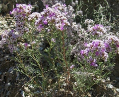 Limonium macrorrhizum