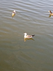 Chroicocephalus ridibundus