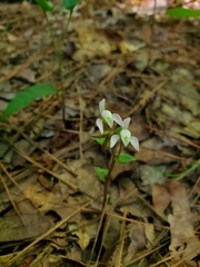 Triphora trianthophoros