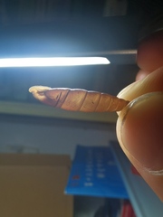 Clausiliidae