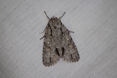 Acronicta laetifica