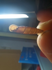 Clausiliidae