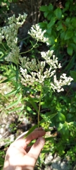 Eupatorium novae-angliae