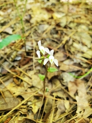 Triphora trianthophoros