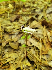 Triphora trianthophoros