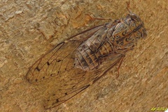 Cicada barbara