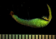 Salix brachycarpa niphoclada