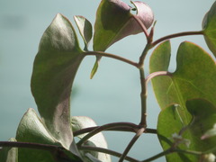 Reynoutria multiflora