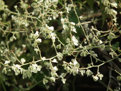 Reynoutria multiflora