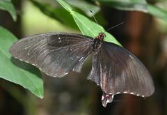 Heraclides rogeri pharnaces