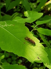 Macrostemum zebratum