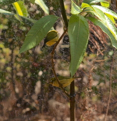 Zosterops anderssoni