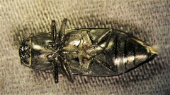 Melanophila acuminata