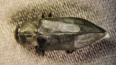 Melanophila acuminata