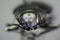 Melanophila acuminata