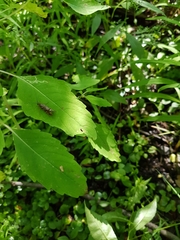 Macrostemum zebratum