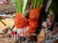 Schizoporella errata