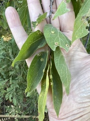 Pachypsylla celtidisasterisca