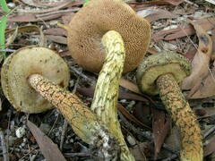 Austroboletus austrovirens