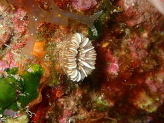 Caryophyllia smithii