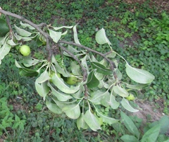 Pyrus communis caucasica