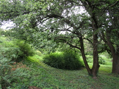 Pyrus communis caucasica