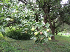 Pyrus communis caucasica