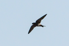 Delichon urbicum urbicum