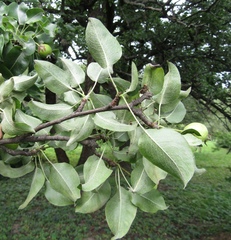 Pyrus communis caucasica