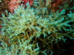 Dictyopteris polypodioides