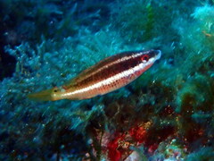 Symphodus doderleini