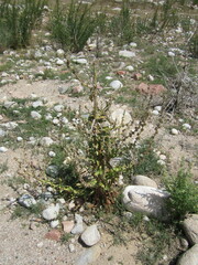 Verbascum songaricum