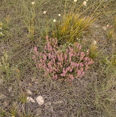 Erica curtophylla