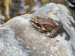 Rana cascadae