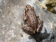 Rana cascadae