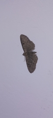 Eupithecia icterata