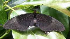 Heraclides rogeri pharnaces