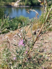 Centaurea stoebe
