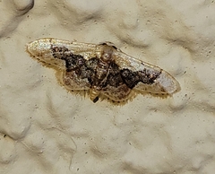 Idaea gemmata