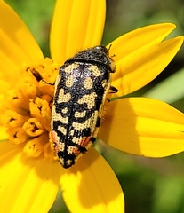 Acmaeodera paradisjuncta