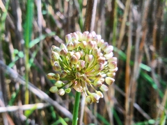 Allium suaveolens