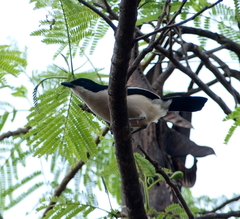 Laniarius major mossambicus