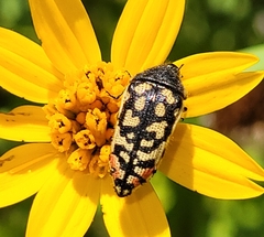 Acmaeodera paradisjuncta