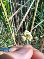 Allium suaveolens