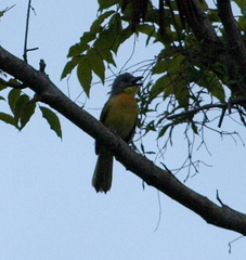 Malaconotus blanchoti