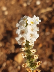 Heliotropium hirsutissimum