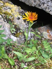 Tephroseris lindstroemii