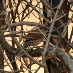 Tchagra australis image