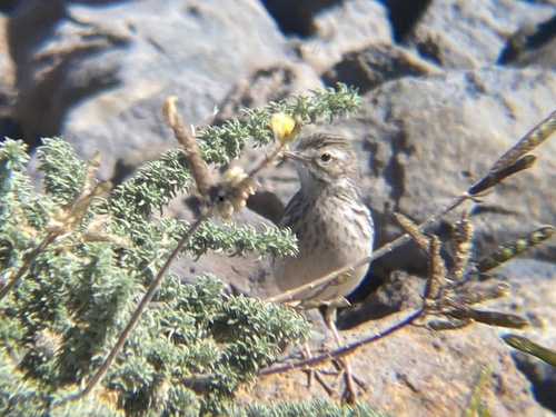 Bisbita caminero (Anthus berthelotii)